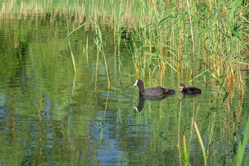 Animal life. A duck with his babies swims nearby the reeds.