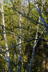 Tall slender white birch trunks with fresh leaves