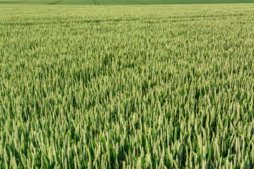 French countryside. Typical landscape with view over the Lorraine wheat fields in the morning.
