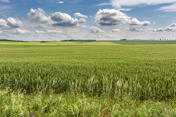 French countryside. Typical landscape with view over the Lorraine wheat fields in the morning.