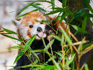 Naklejka premium Red panda sitting on the branch and sticking its tongue out.