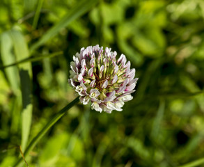 the clover flower in the green field