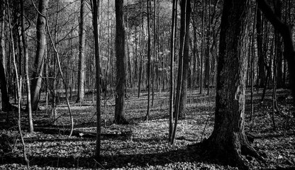woods in black and white