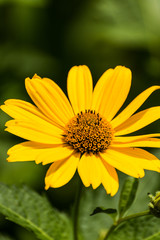 Obraz premium Yellow Aster