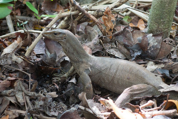 Thai lizard on the Similan Islands