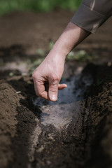 An elderly man planting seeds in the garden