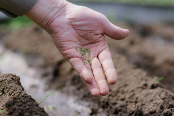 An elderly man planting seeds in the garden