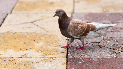 Dove on the sidewalk in the city