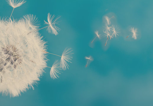 White dandelion head with flying seeds on blue background, retro toned