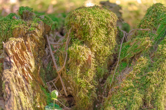 Waldspaziergang