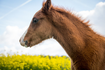 Ponyfohlen im Raps