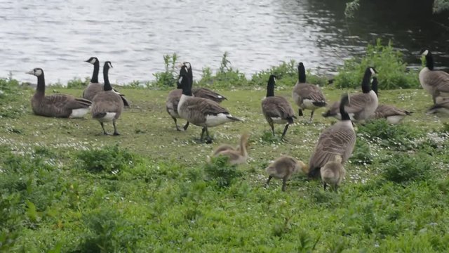 Canadian geese, Scotland