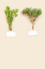 Coniferous plants. Juniper, rosemary, pine and fir.