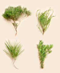 Coniferous plants. Juniper, rosemary, pine and fir.