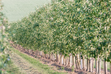 Fototapeta na wymiar Plantage als Regionaler Anbieter von Äpfeln
