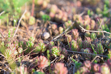 Beautiful red moss closeup