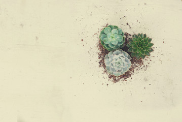 Succulent growing plants on white wooden background with copy space, retro toned, kinfolk style