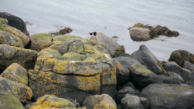 Oystercatcher, Inchcolm Island, Scotland