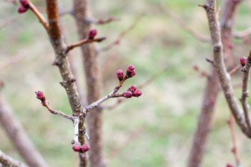 Apricot flower bud on a tree branch branch with tree buds.