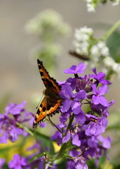 Giroflée en fleurs, papillon 