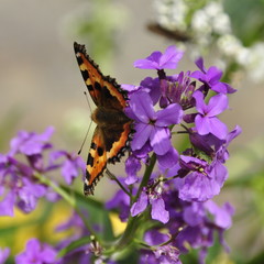 Giroflée en fleurs, papillon 