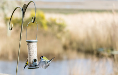 great tit and finch enjoying bird feeder