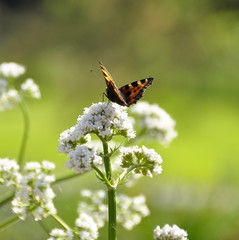 Papillon sur une plante de Valériane officinale 