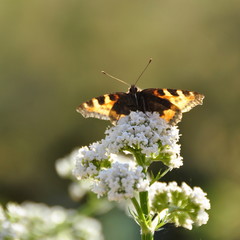 Papillon sur une plante de Valériane officinale 