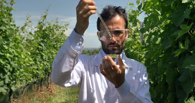 Specialist for plants, checks the grape fields, takes the moisture leaf, in a white coat, a background of greenery Concept ecology, wine, bio product, inspection, water, natural products, professional