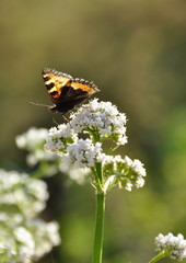 Papillon sur une fleur de valériane  
