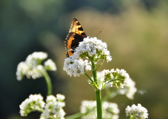 Papillon sur une fleur de valériane  