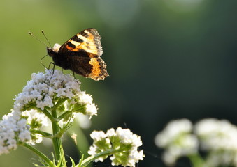 Papillon sur une fleur de valériane  