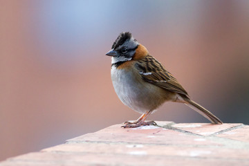 Rufous-collared Sparrow