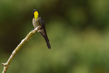 Black-backed Thornbill