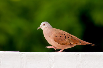 Ruddy Ground-dove