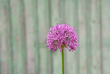 Naklejka premium Zierlauch, Alium, Blüte
