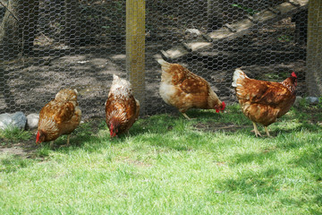 Naklejka premium chicken searching for food in back yard in front of coop