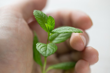 Hand holds a mint sprout