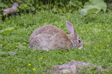 Rabbit in nature