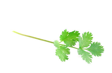Fototapeta premium fresh green cilantro isolated on white background