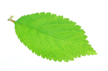 close up on green leaf isolated on white background