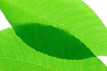 close up on green leaf isolated on white background