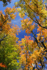 low angle view on colorful autumn trees and sky