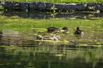 Fototapeta premium Ducks in pond
