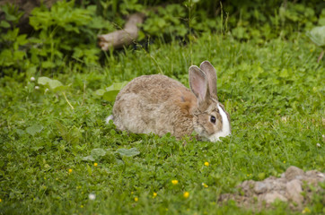 Rabbit in nature