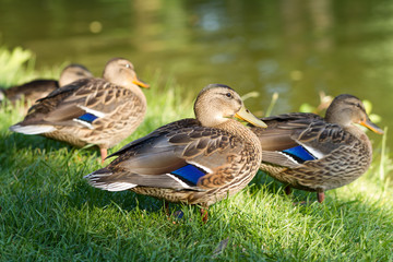 Augenkontakt mit Stockentenweibchen am Teich