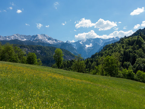 Alpenpanorama mit Sommerwiese