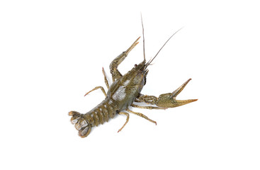 crayfish isolated on white background