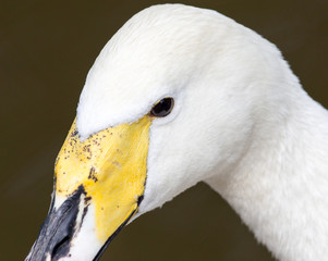 White swan on a pond in the park