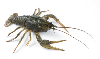 crayfish isolated on white background